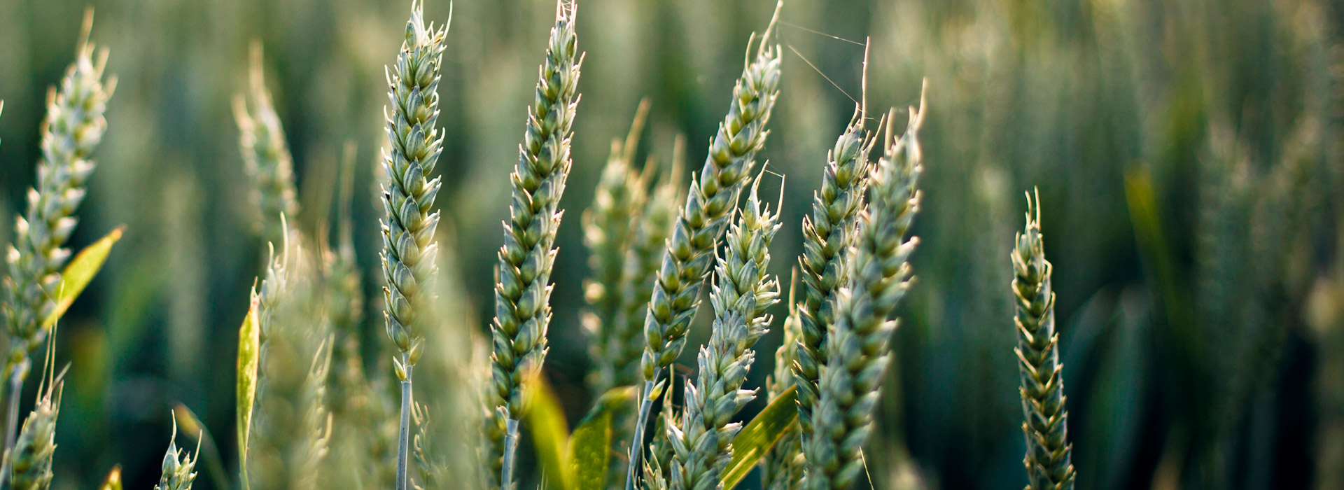 ddos在线攻击工具